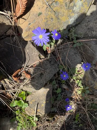 Chinese Aster