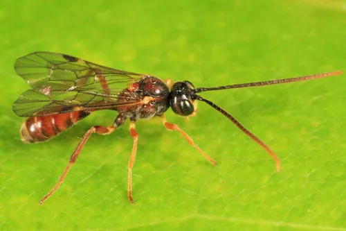 Exyston maculosus