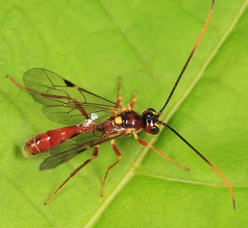 Exyston variatus