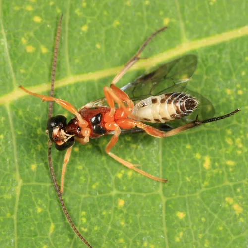 Polyblastus fulvilinealis