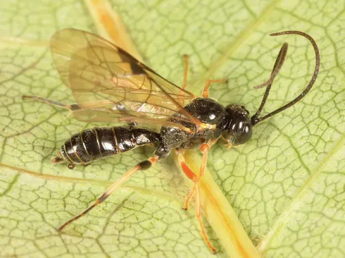 Polyblastus stenocentrus
