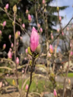 Lily Magnolia thumbnail 3