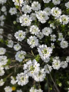 Perennial Candytuft thumbnail 3
