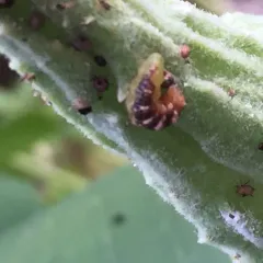 Short-tailed Aphideater thumbnail 3