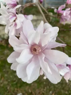 star magnolia thumbnail 2