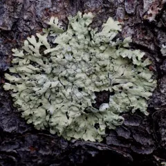 Green Starburst Lichen thumbnail 4