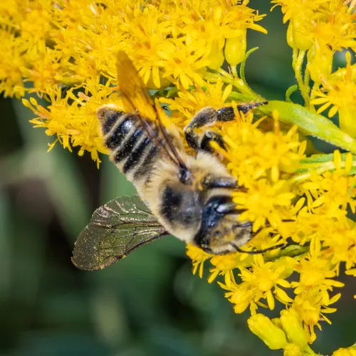 broad-handed leafcutter bee