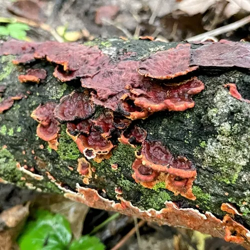 Tree Bacon