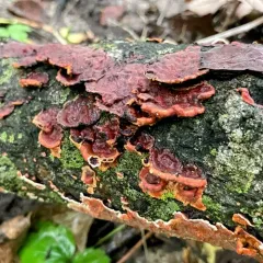 Tree Bacon thumbnail 1