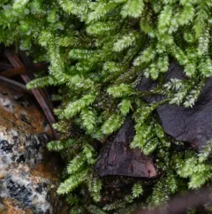 Elegant Silk-moss thumbnail 1