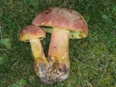 Bouillon Bolete thumbnail 3