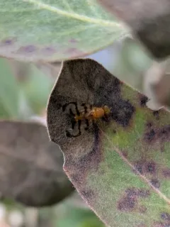 Currant Fruit Fly thumbnail 4