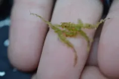 bog-moss flapwort thumbnail 3