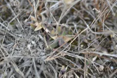 Wright's Rosette Grass thumbnail 3
