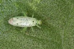 Ilnacora stalii thumbnail 2