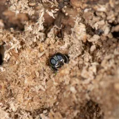 Crossocerus annulipes thumbnail 4