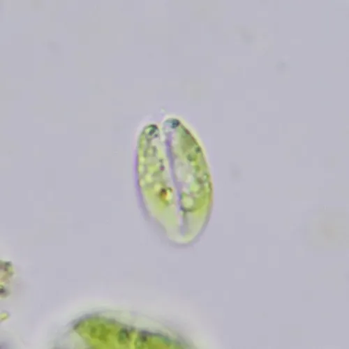 Scherffelia dubia