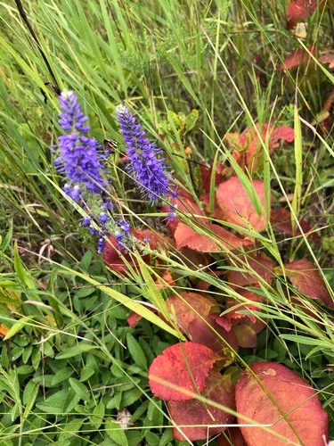 Spiked Speedwell
