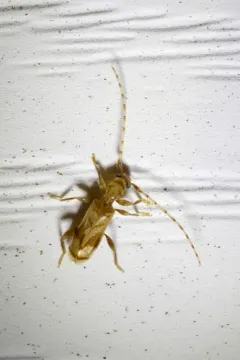 Beige Longhorned Beetle thumbnail 4