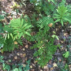 American Royal Fern thumbnail 2