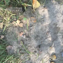 Ruffed Grouse thumbnail 2