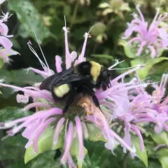 Black-and-gold Bumble Bee thumbnail 4