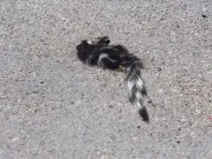 Western Spotted Skunk thumbnail 2