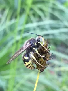 Steniolia tibialis thumbnail 3
