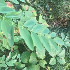 honey locust thumbnail 2
