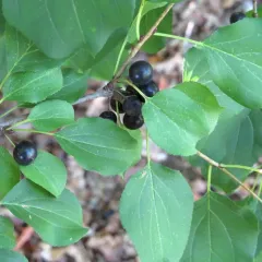 common buckthorn thumbnail 4