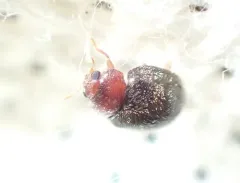 Purple Scale Predator thumbnail 3