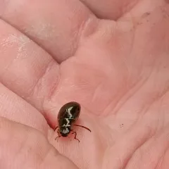 Lateral-lined Water Beetle thumbnail 4