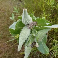 showy milkweed thumbnail 2