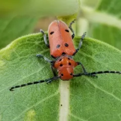 Red-femured Milkweed Borer thumbnail 2