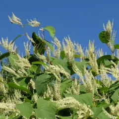 Japanese knotweed thumbnail 3