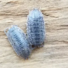 Rathke's Woodlouse thumbnail 4