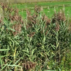 common reed thumbnail 3