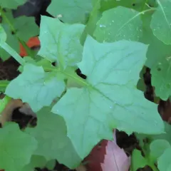 Wall Lettuce thumbnail 4