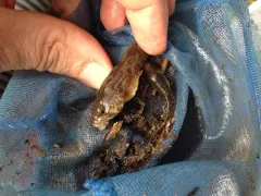 Reticulate Sculpin thumbnail 4