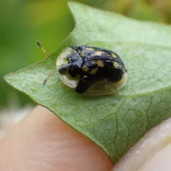 Mottled Tortoise Beetle thumbnail 1