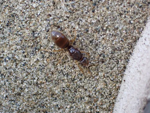 Brick Honeypot Ant
