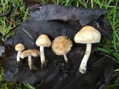 Inocybe semifulva thumbnail 4