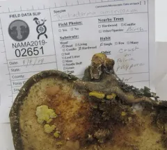 Trichoderma americanum thumbnail 3