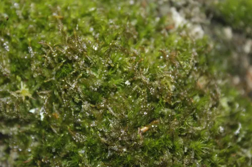 bog-moss flapwort