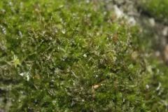 bog-moss flapwort thumbnail 1