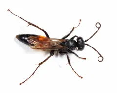Anoplius semirufus thumbnail 2