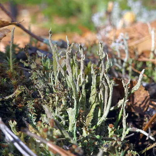 Glaucous Pixie Lichen