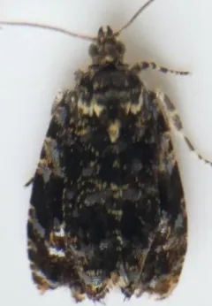 Olethreutes albiciliana thumbnail 3