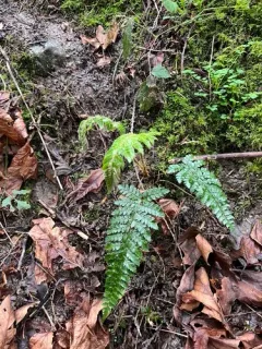 Japanese tassel fern thumbnail 4