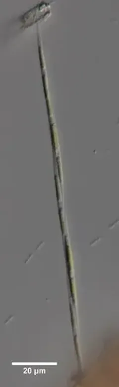 Monoraphidium griffithii thumbnail 1
